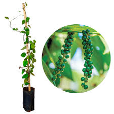 Muda De Pimenta Do Reino - Green Commerce