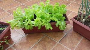 Como fazer uma mini horta em apartamento ou casa # horta em vaso - frutiferas em vaso