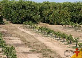 Árvores frutíferas: seleção das mudas para o plantio | Cursos a Distância CPT
