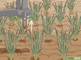 Como Plantar Trigo: 13 Passos (com Imagens) - wikiHow