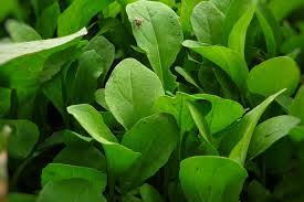 Rúcula: Sol ou Sombra para Cultivo Ideal?