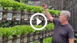 Como Plantar Alface em Garrafa PET: Guia Simples e Eficaz