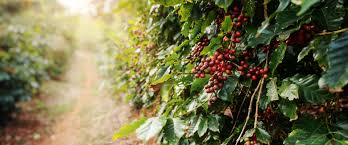 Safra de Café 2024/25 no Brasil: Rentabilidade em Alta