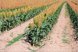 CHBAGRO - Plantação de Sorgo: Entenda suas características e benefícios