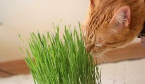 Como plantar grama do trigo para o seu gato – Gatinho Branco