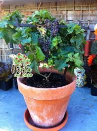Como Plantar Uva em Casa → 【Plantio, Cultivo e Colheita】