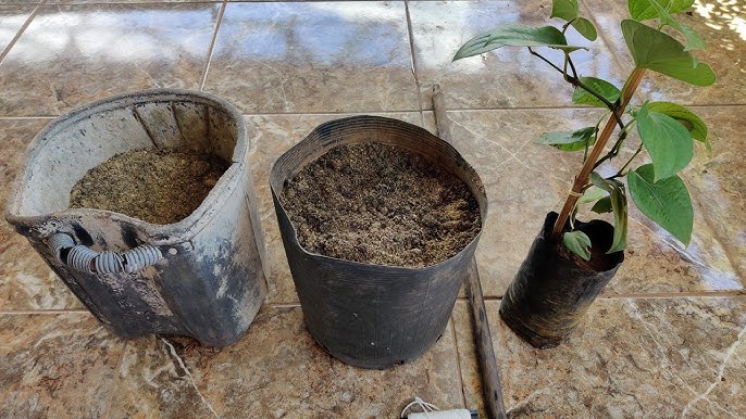 Como plantar Pimenta do Reino em VASO