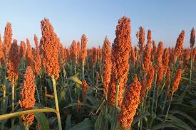 Sorgo: o que é, para que serve e como cultivar - Nutrição de Safras