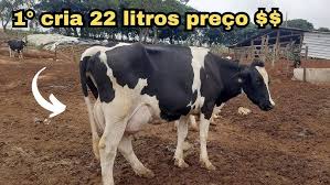 Preço de vacas leiteiras com 15, 20 e 25 litros dia em Minas