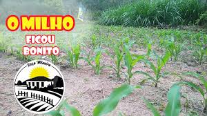 COMO PLANTAR MILHO PRA FAZER PAMONHA E CURAL.