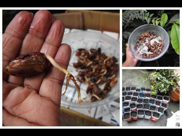👉 PLANTIO DE SEMENTES CACAU GERMINADAS 🌱🌱🌱🌱🌱