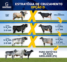 Cruzamentos - Associação Brasileira dos Criadores de Girolando