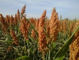 Cultivo do sorgo forrageiro para a safrinha - Como fazer? | Galpão Centro-Oeste