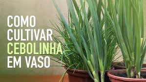 COMO PLANTAR GRAMA DE TRIGO - YouTube