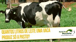 Quantos litros de leite uma vaca produz só a pasto?