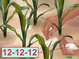 Como Plantar Milho de Pipoca (com Imagens) - wikiHow