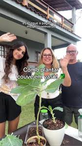 Como Plantar Couve em Vaso: Dicas Práticas