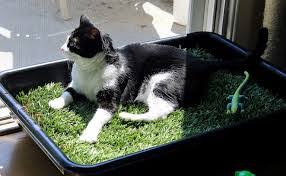 Plantar Trigo Gatos: Guia Fácil e Rápido