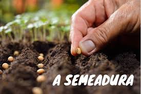 COMO PLANTAR ALFACE - PARTE II