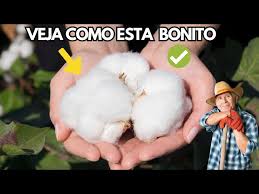 PÉ DE ALGODÃO | COMO PLANTAR PÉ DE ALGODÃO ASSISTA ESSE VIDEO - YouTube