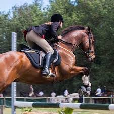 Alimentação Cavalos Competição: Guia 2021