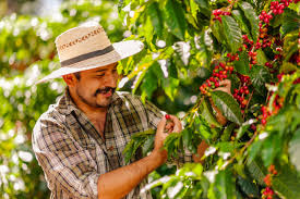 Plantação de café: passo a passo para um cultivo de sucesso - Adufértil