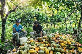 Projeto da FAO e Mapa pode beneficiar cultivo do cacau na Bahia - ZÉ DUDU