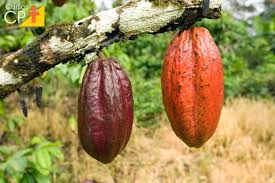 Dicas importantes para cultivar cacau | Cursos a Distância CPT
