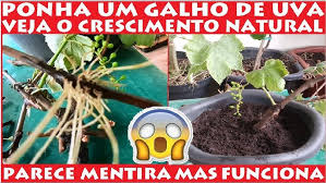 Ponha um galho de Uva na Água e Veja o crescimento Natural em Alguns dias! simples e fácil