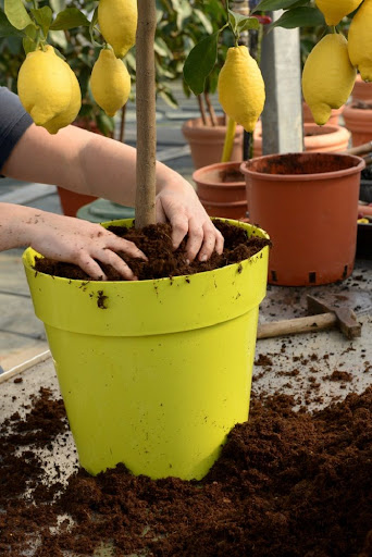 Saiba como plantar frutíferas em vasos