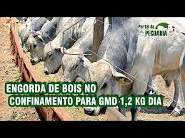 Engorda de bois no confinamento para GMD 1,2 kg dia - YouTube