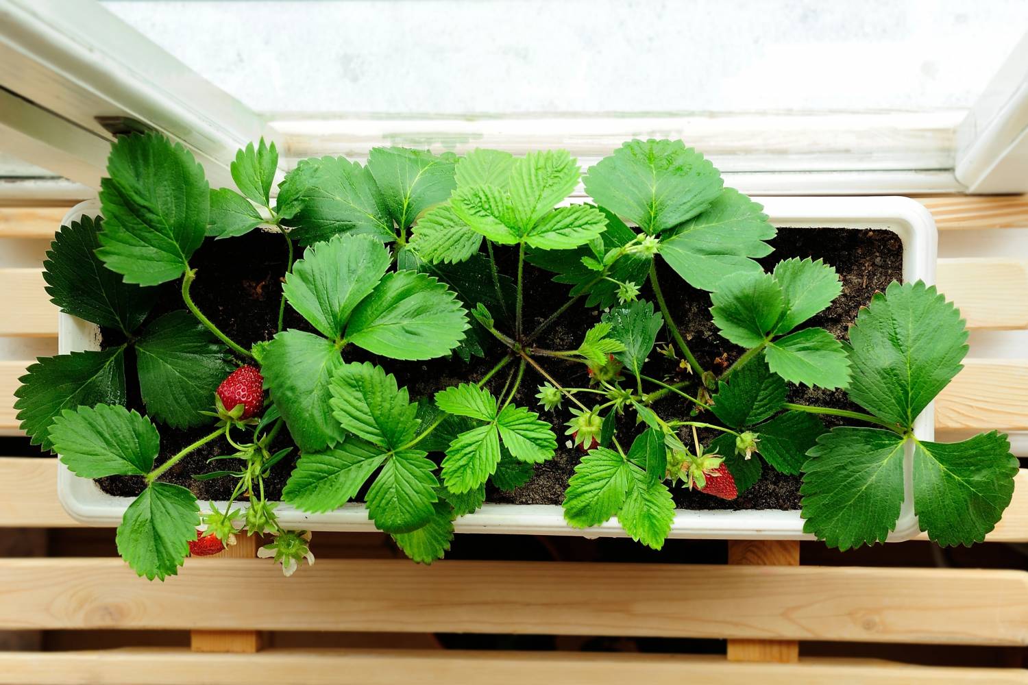 Como cultivar morangos em 5 passos | Vamos Comer Melhor