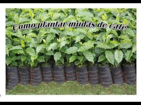 COMO PLANTAR CAFÉ Passo á Passo (terceiro passo plantio definitivo da muda)