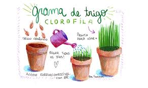 Aprenda a fazer grama de trigo, o broto rico em clorofila ;)