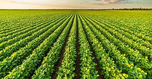 5 dicas para o plantio de soja - Blog - Consórcio New Holland