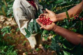 Como Plantar Café Embrapa: Guia Passo a Passo e Dicas