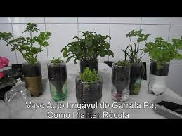 Como Plantar Rúcula - Vaso Auto Irrigável de Garrafa Pet, passo a passo