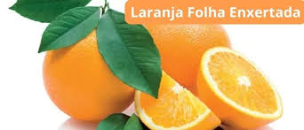 Como Cultivar Muda de Laranja Folha Enxertada - Mondini Plantas