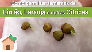 Como germinar sementes de Limão, Laranja e outras Cítricas