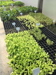 Como realizar o semeio de hortaliças em bandejas - Canal do Horticultor: cases, novidades e técnicas de manejo