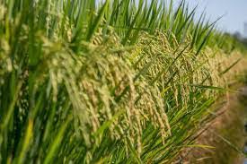 Plantar Arroz Sequeiro: Guia Prático e Eficaz