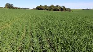 Cultivo de trigo alcança 88% da área prevista para esta safra no Rio Grande do Sul - Portal do Estado do Rio Grande do Sul