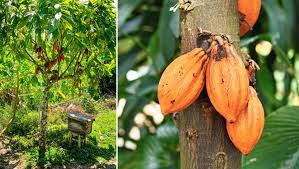 Da semente ao fruto: Como plantar cacau em casa