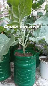 Couve em vaso. #couve #couvefolha #couvemanteiga #hortaemvasos #hortaemcasa #hortaparaapartamento #PlantasDoTikTok #cultivaremcasa #plantastiktok #plantastiktok #comofazer #quemplantacolhe