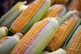 Como plantar milho no quintal: confira as dicas | Syngenta Digital