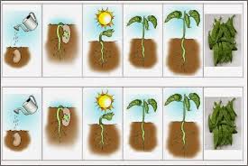 DICAS Homeschooling: Educação Domiciliar Infantil: Experiência Ciências - Plantando Feijão no algodão (Material - IMPRIMA)