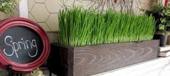 Decore sua casa com vasos de grama de trigo super verdinhos | Blog ShopCama