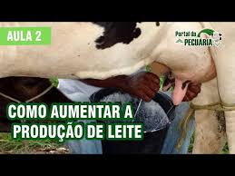 Como aumentar a produção de leite - Aula 2 - YouTube