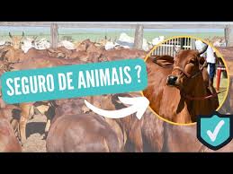 SEGURO de animais de produção, entenda como funciona.