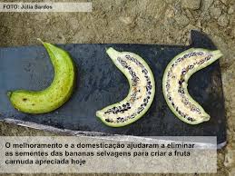 SEEDNews | News - As bananas tinham sementes e não eram comestíveis há 7 mil anos